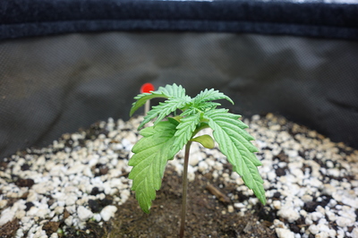 Ein junger Cannabis-Keimling mit zwei Keimblättern und den ersten echten Blättern, der in einem Substrat aus Erde und Perlit wächst. Ein kleiner roter Markierungsstab ist im Hintergrund zu sehen.