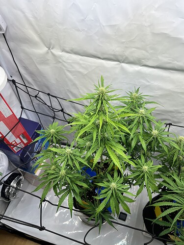 Growreport Bild 12
