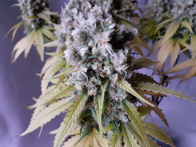 Growreport Bild 189