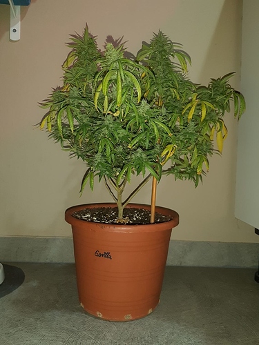 Growreport Bild 1