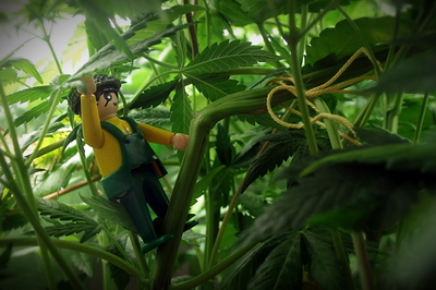 Growreport Bild 12