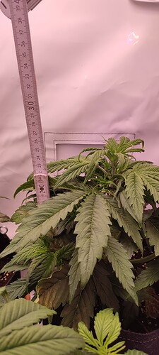 Growreport Bild 8