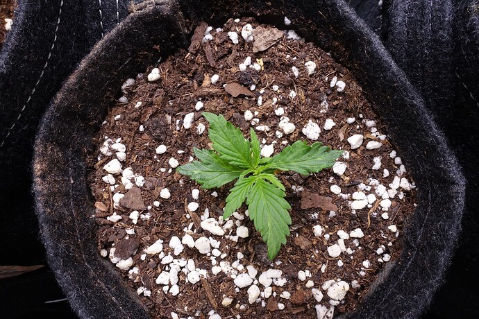 Growreport Bild 3