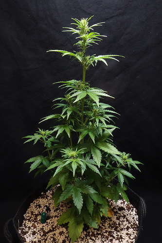 Growreport Bild 42