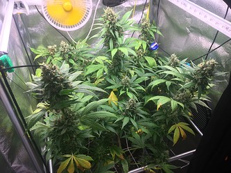 Growreport Bild 3