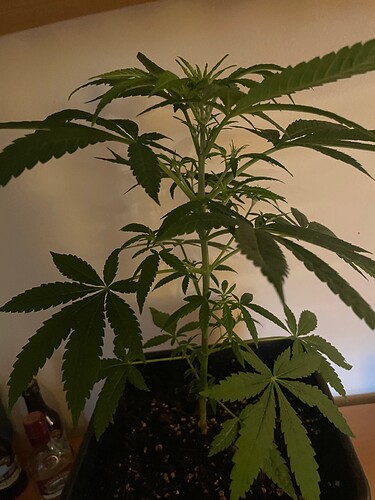 Growreport Bild 5