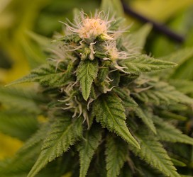 Growreport Bild 15