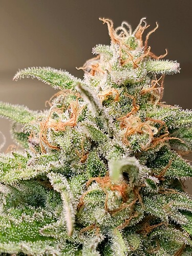Growreport Bild 33