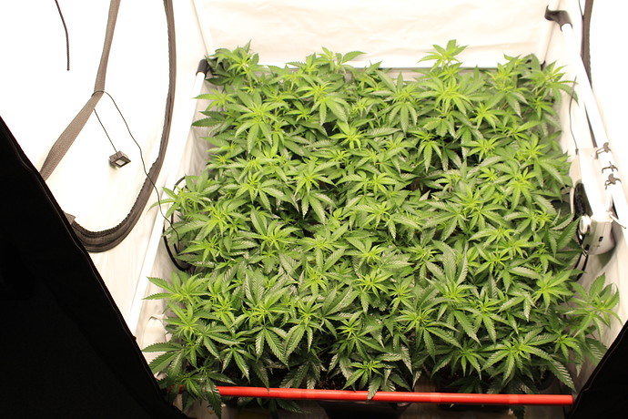 Growreport Bild 4