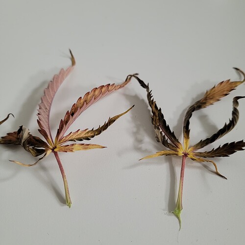 Growreport Bild 1