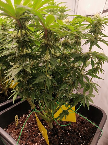 Growreport Bild 35