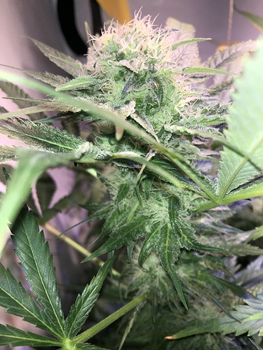 Growreport Bild 5