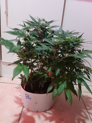 Growreport Bild 7