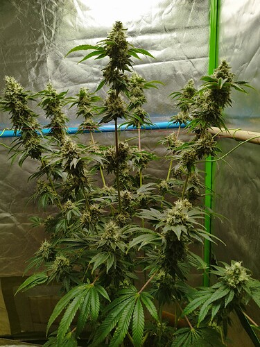 Growreport Bild 3