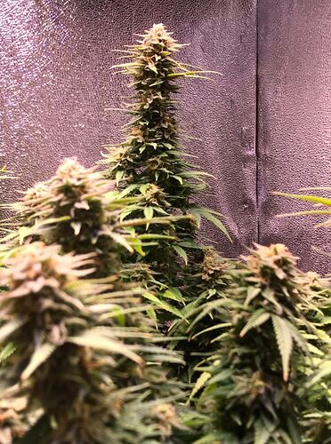 Growreport Bild 5
