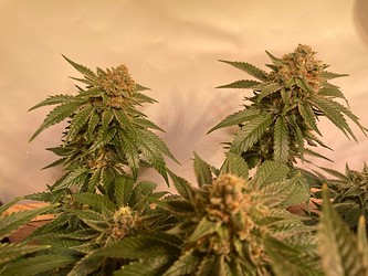 Growreport Bild 5