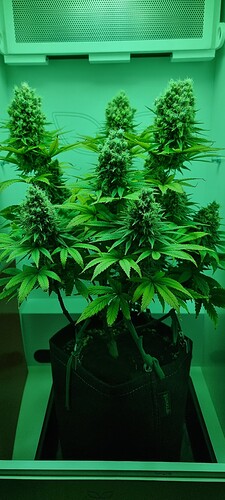 Growreport Bild 1