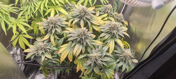 Growreport Bild 5