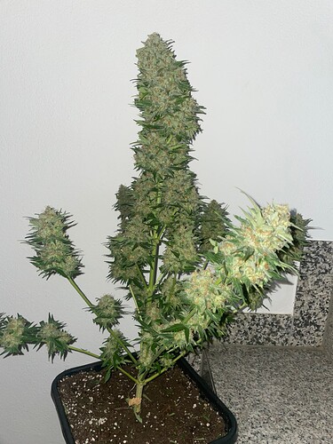 Growreport Bild 26