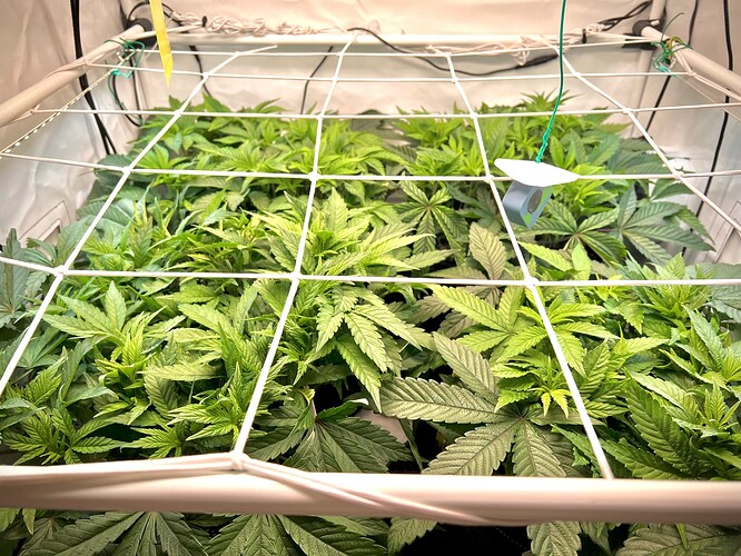 Growreport Bild 1