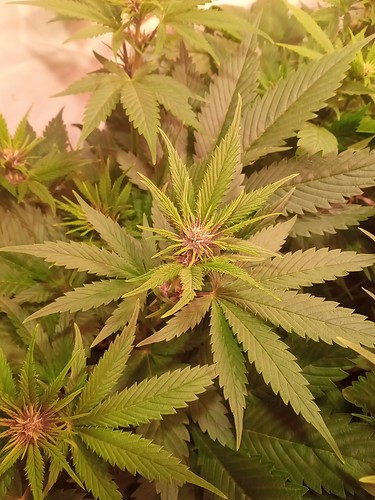 Growreport Bild 5