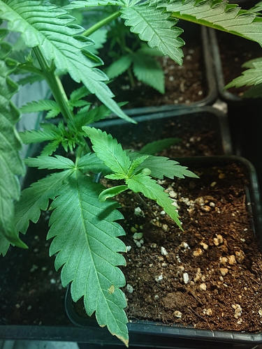 Growreport Bild 28