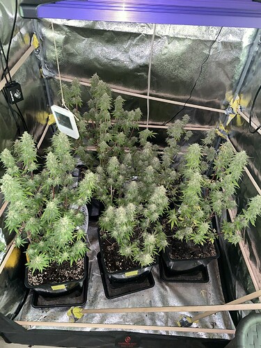 Growreport Bild 6