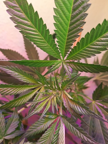 Growreport Bild 9