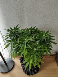 IMG_20210201_131749