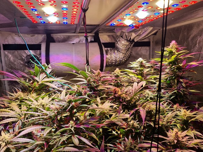 Growreport Bild 37