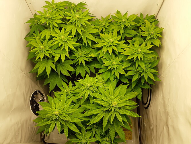 Growreport Bild 8