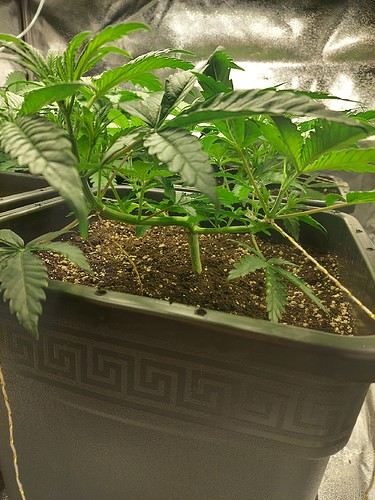 Growreport Bild 4