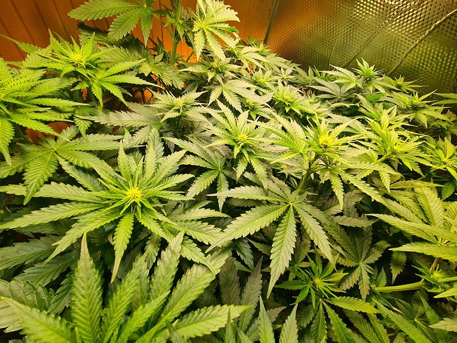 Viele grüne Cannabispflanzen mit breiten Blättern, die sich dicht aneinanderreihen. Einige Pflanzen zeigen bereits erste Anzeichen von Blütenbildung.