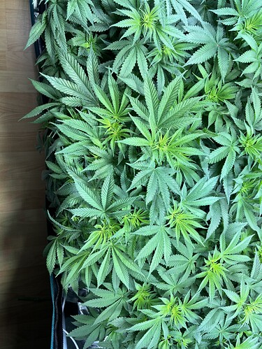 Growreport Bild 16