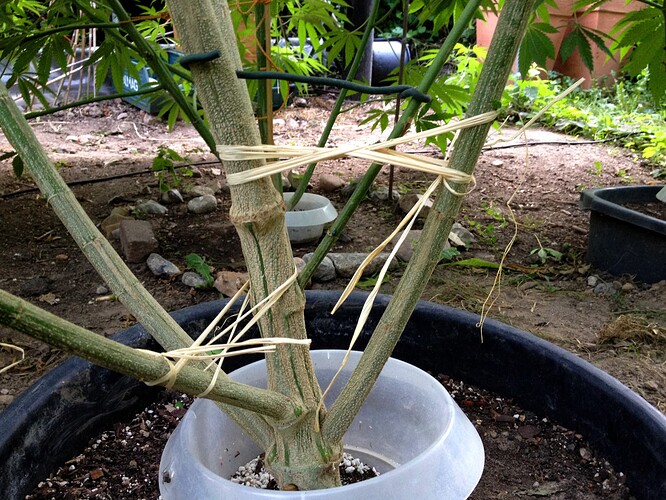 Growreport Bild 9