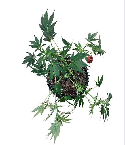 Growreport Bild 5