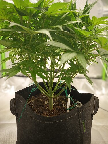 Growreport Bild 1