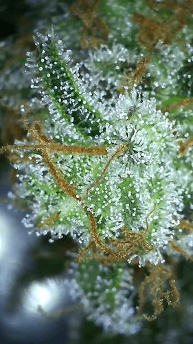 Growreport Bild 41