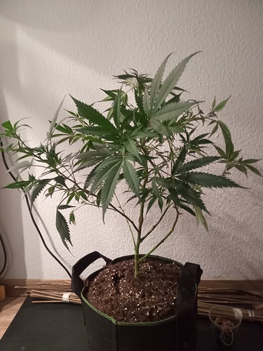 Growreport Bild 11