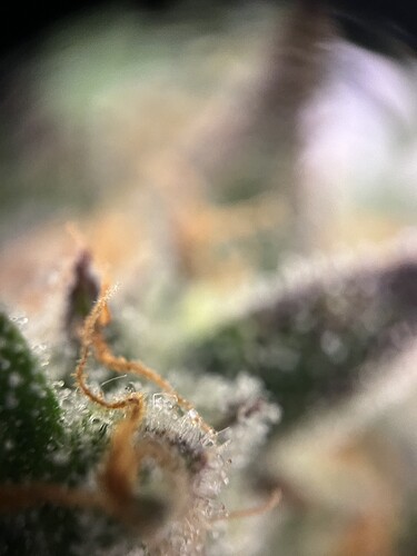 Growreport Bild 20