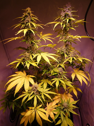 Growreport Bild 9