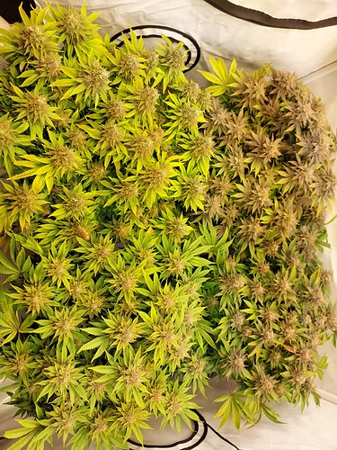 Growreport Bild 11