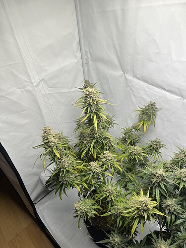 Growreport Bild 8