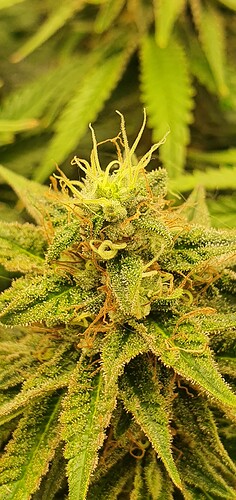 Growreport Bild 3