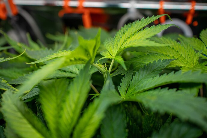 Growreport Bild 14