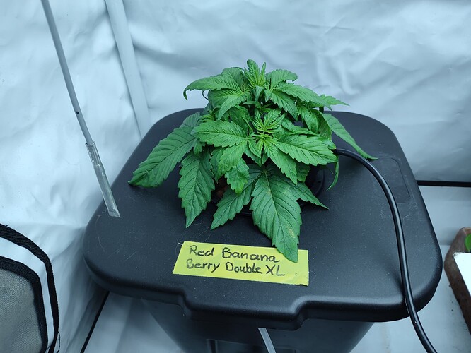 Growreport Bild 7