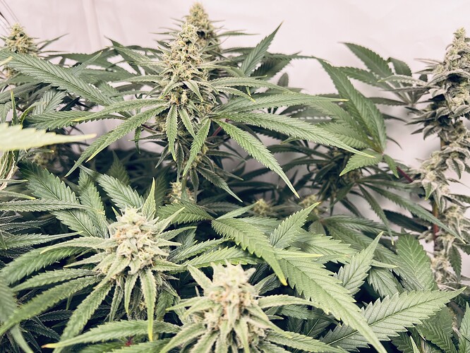 Growreport Bild 4
