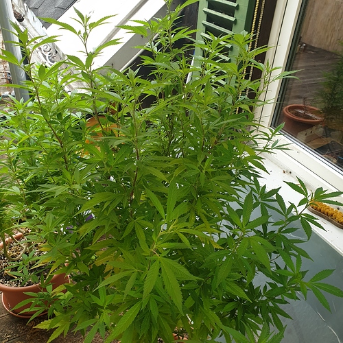 15974874235709022981478594898367