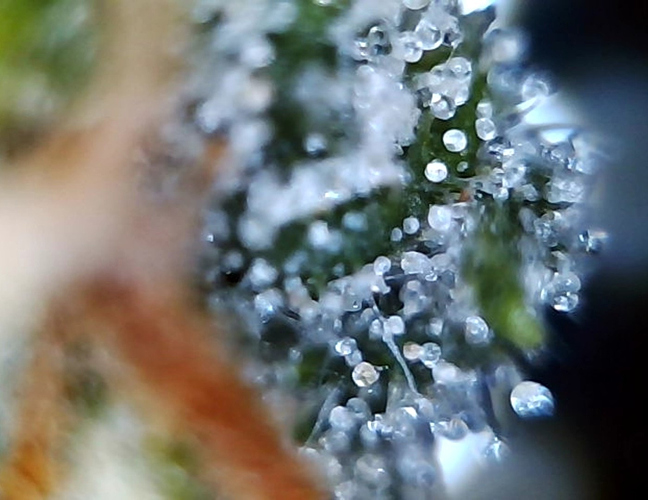 Growreport Bild 17