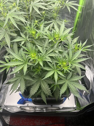 Growreport Bild 16